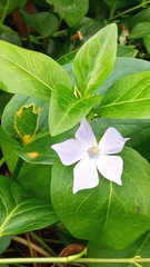 Vinca difformis