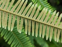 Gleichenella