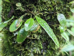 Microgramma piloselloides