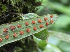 Microgramma piloselloides