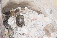 Trachemys venusta cataspila