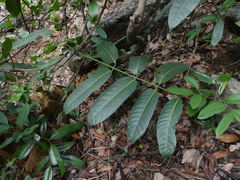 Anodendron parviflorum