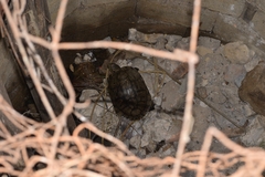 Trachemys venusta cataspila