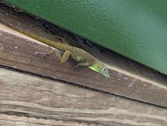 Anolis evermanni