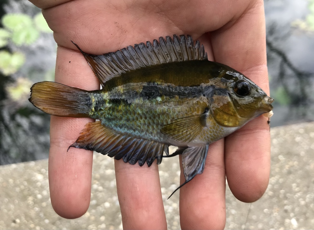Rainbow cichlid (Herotilapia multispinosa) — Cichlidae