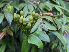 Marcgravia rectiflora