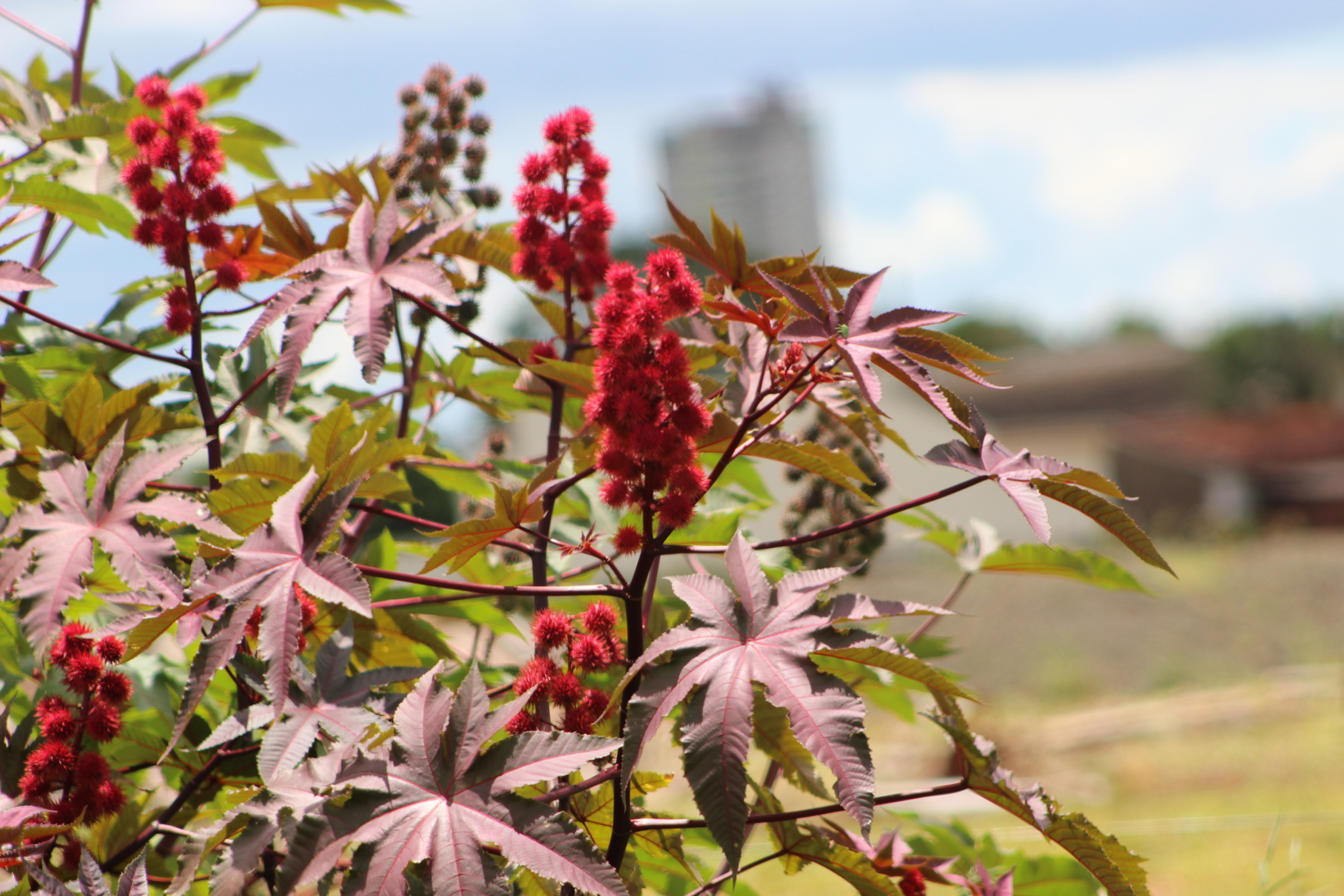 Ricinus communis