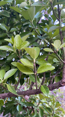 Euonymus japonicus