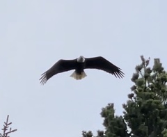 Haliaeetus leucocephalus washingtoniensis
