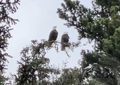 Haliaeetus leucocephalus washingtoniensis