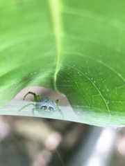 Bijoaraneus praesignis