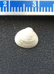 Sphaerium striatinum