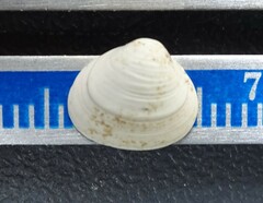 Sphaerium striatinum