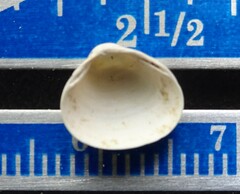 Sphaerium striatinum