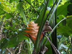Heliconia caribaea