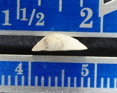 Sphaerium striatinum