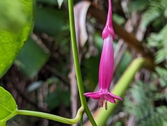 Ipomoea repanda