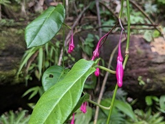 Ipomoea repanda