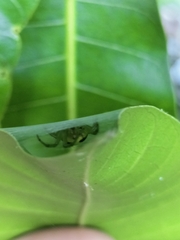 Bijoaraneus praesignis