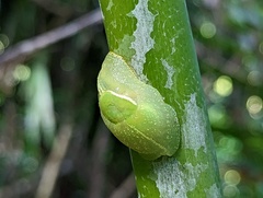 Gaeotis nigrolineata