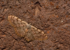 Scopula asellaria