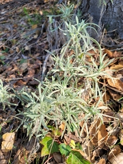 Pseudognaphalium beneolens