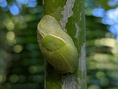 Gaeotis nigrolineata