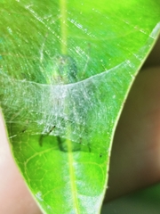 Bijoaraneus praesignis