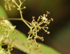 Anodendron parviflorum
