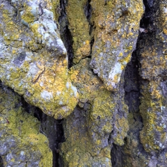 Chrysothrix candelaris