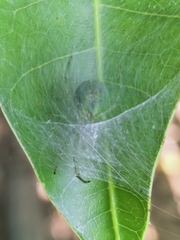 Bijoaraneus praesignis