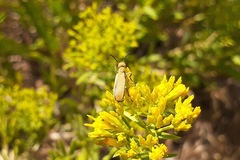 Epicauta ferruginea