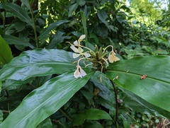 Hedychium