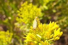 Epicauta ferruginea