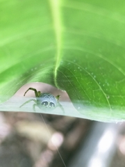 Bijoaraneus praesignis
