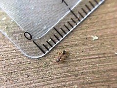 Myrmecina graminicola