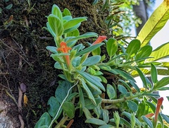 Columnea