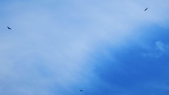 Cathartes aura