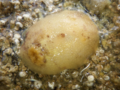 Doris pseudoargus