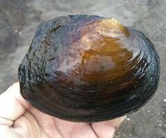 Lasmigona complanata