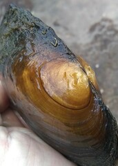 Lasmigona complanata