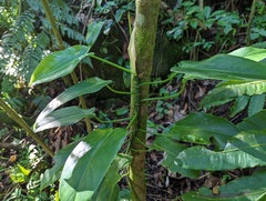 Philodendron consanguineum