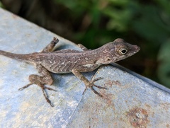 Anolis cristatellus