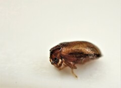 Eucolaspis