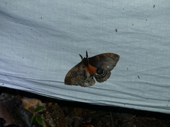 Automeris larra
