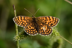 Melitaea athalia