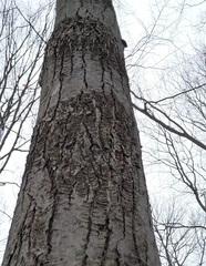 Neonectria ditissima