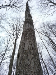 Neonectria ditissima