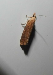 Bactra noteraula