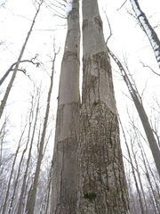 Neonectria ditissima